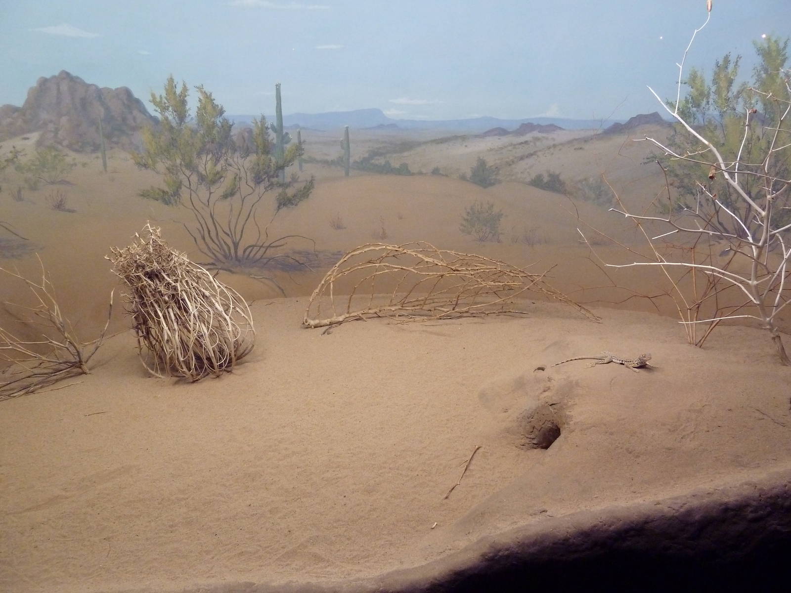 Fringe-Toed Lizard Exhibit