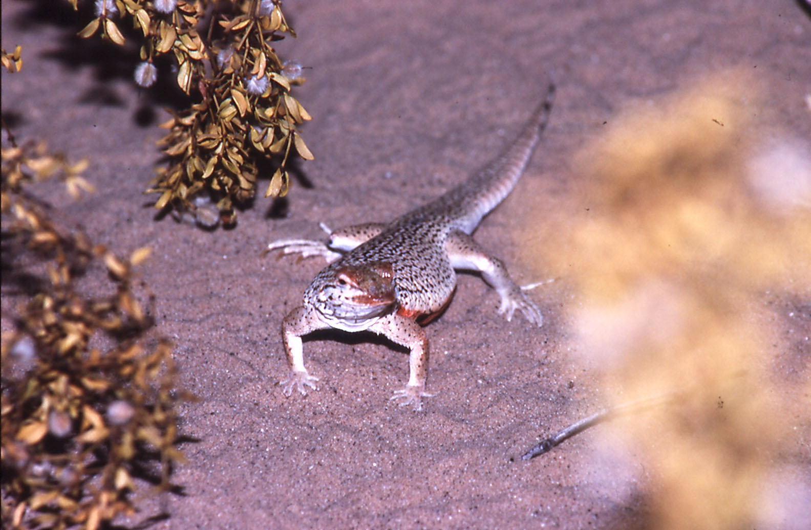 Fringe-toed Lizard