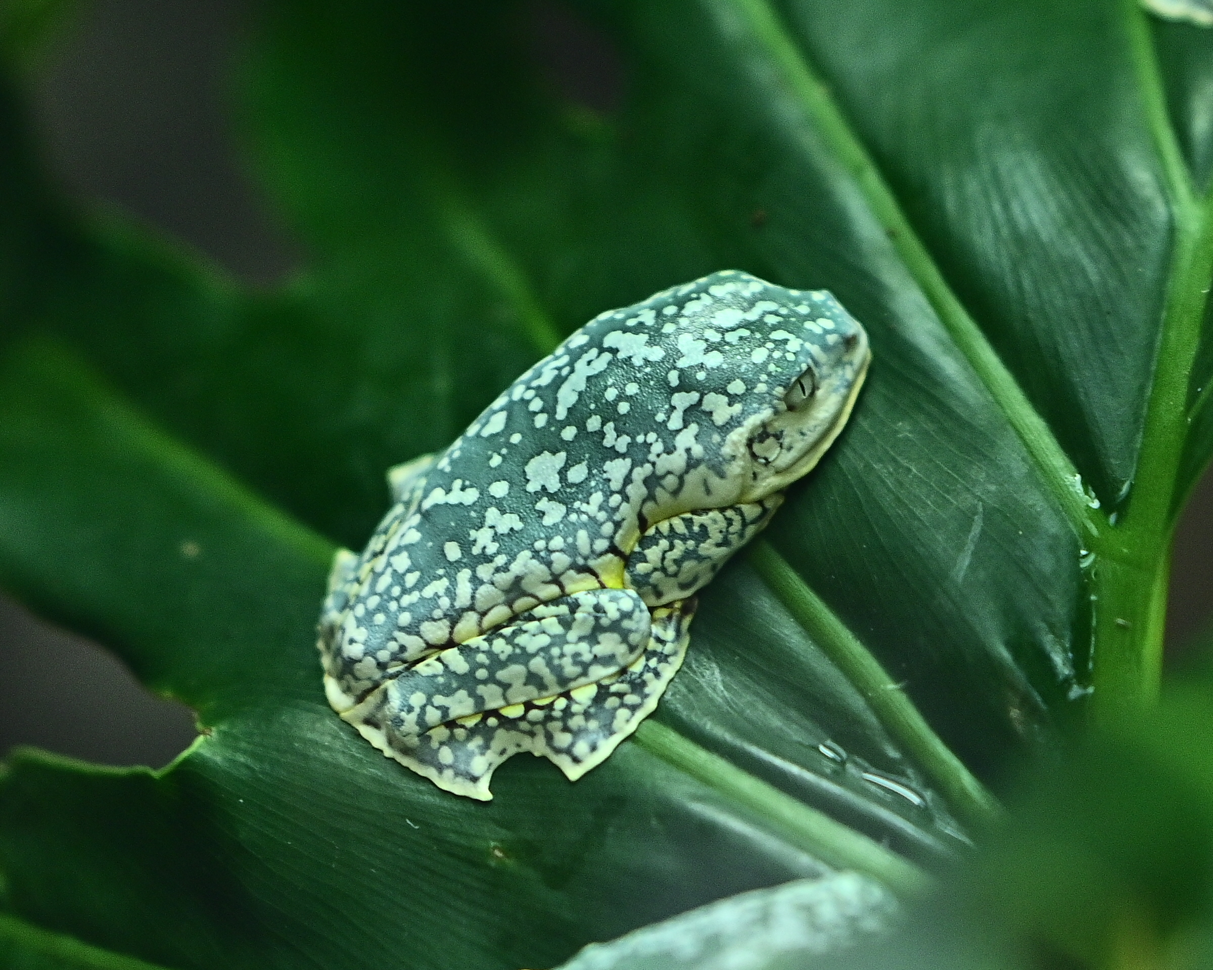 Fringe Tree Frog