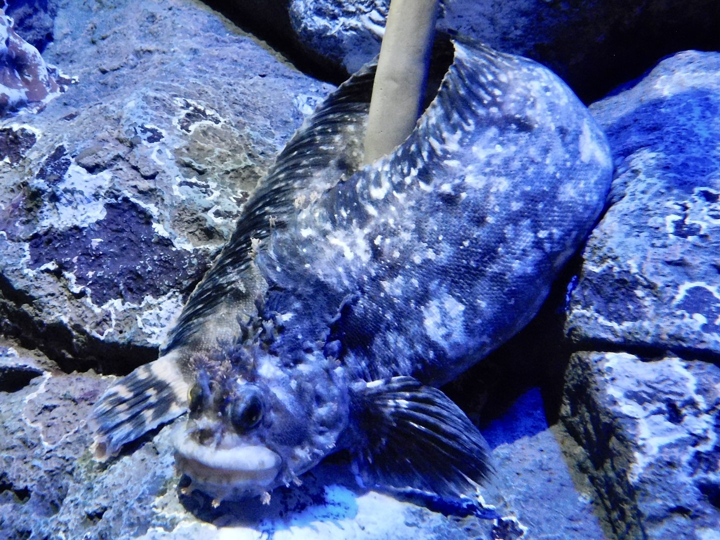 Fringed Blenny (Chirolophis japonicus) October 26, 2025