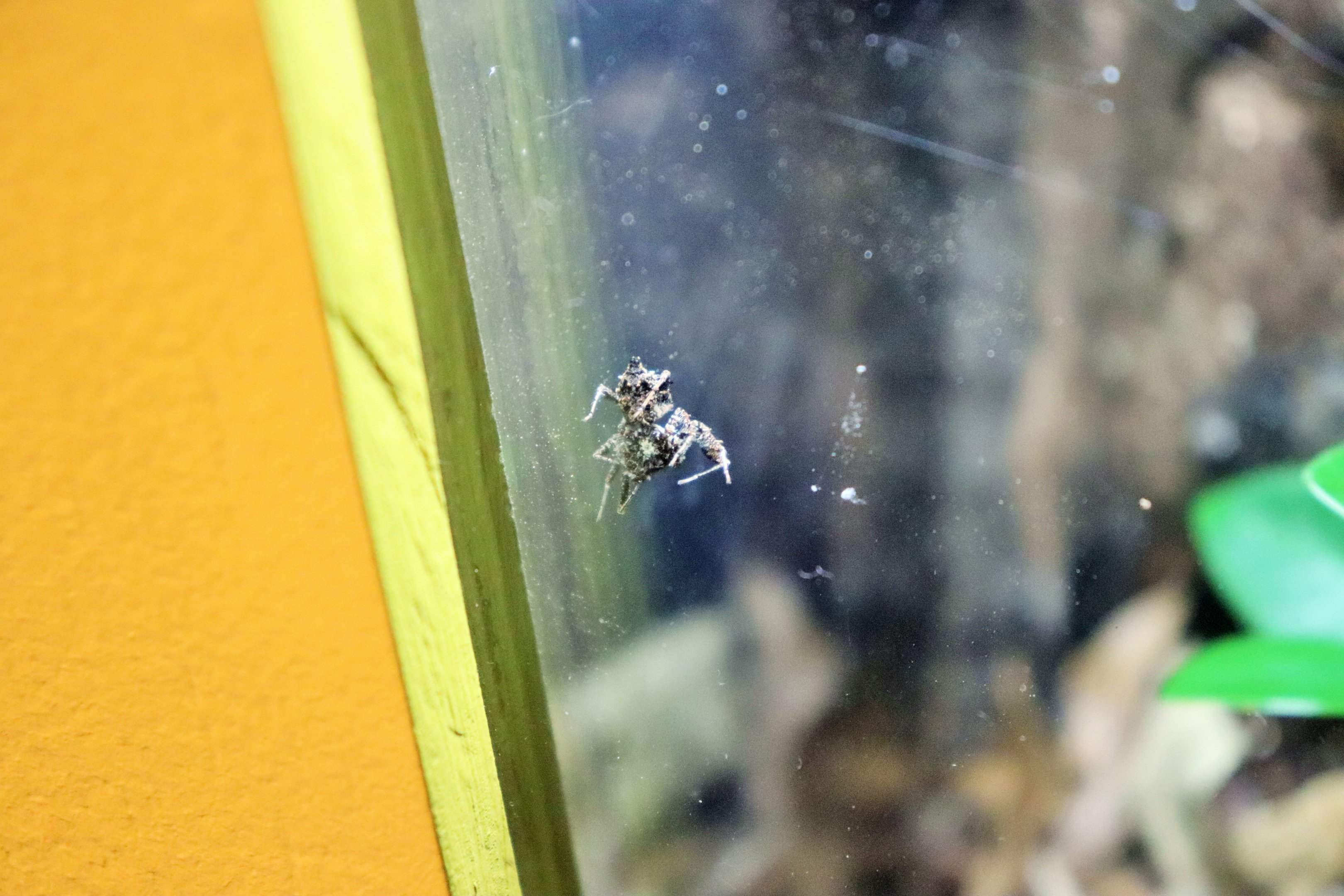 Fringed Jumping Spider (Portia fimbriata)