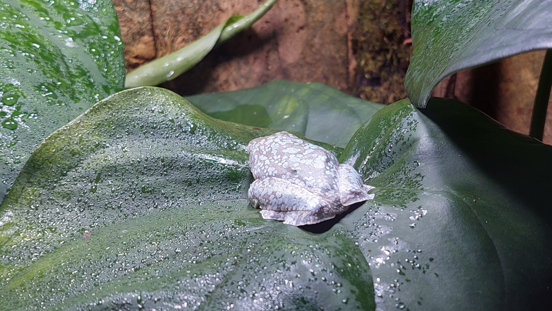 Fringed Leaf Frog (Cruziohyla craspedopus)