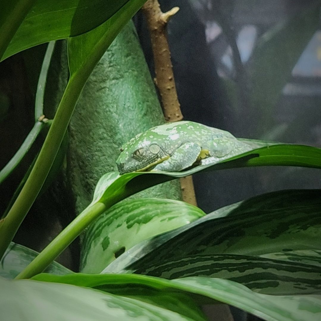 Fringed Leaf Frog (Cruziohyla craspedopus)