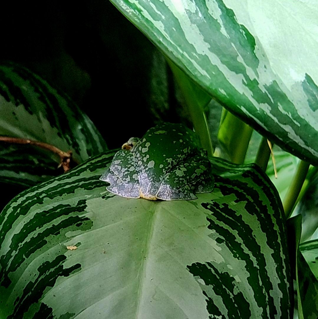 Fringed Leaf Frog (Cruziohyla craspedopus)