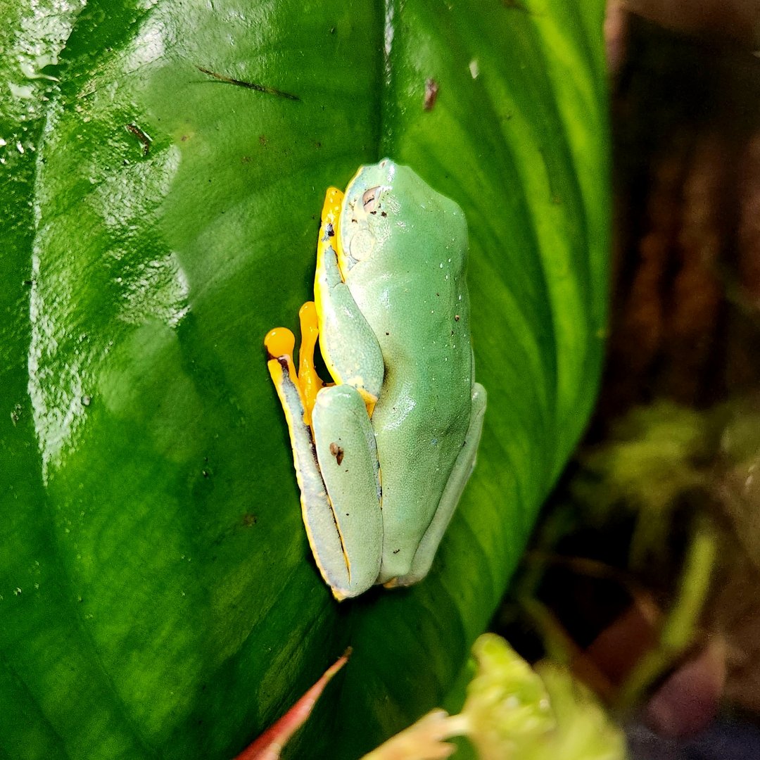 Fringed Leaf Frog (Cruziohyla craspedopus)