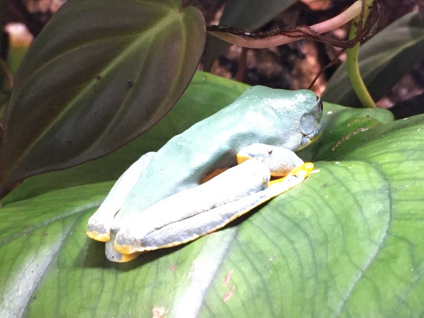 Fringed Leaf Frog (Cruziohyla craspedopus)