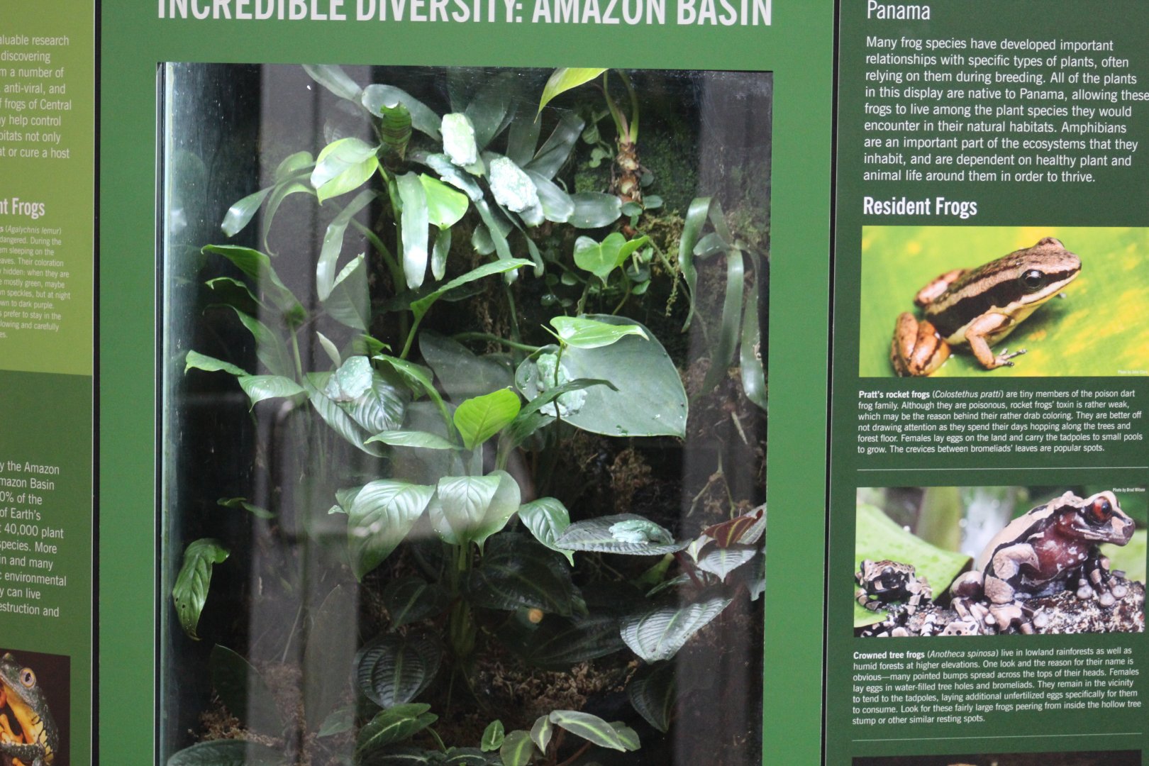 Fringed Leaf Frog & Mimic PDF Terrarium