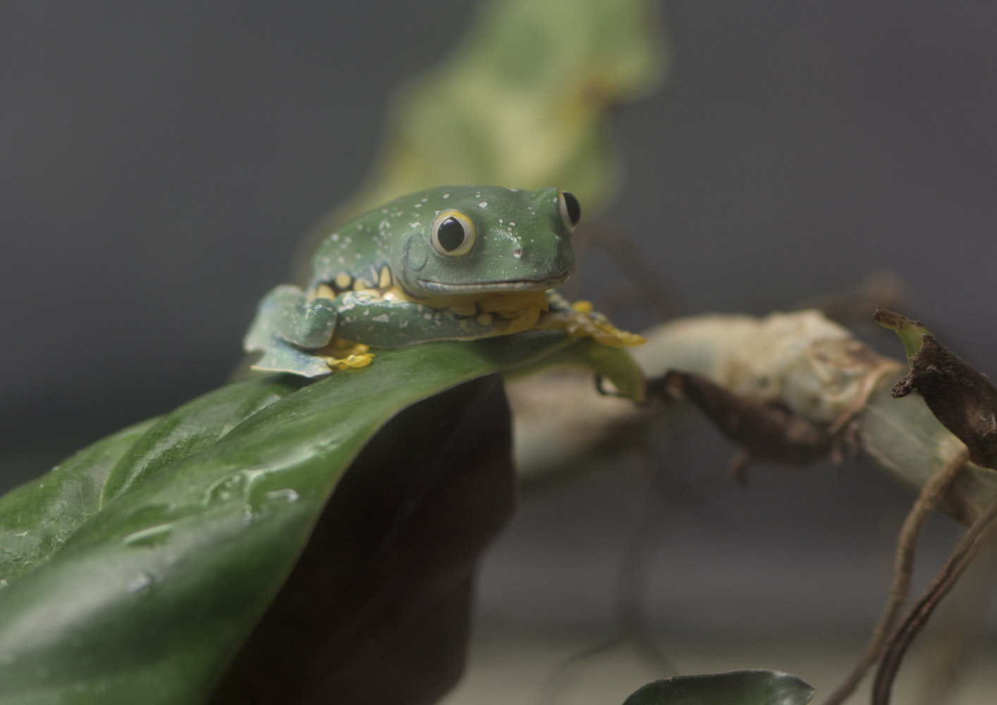 Fringed leaf frog