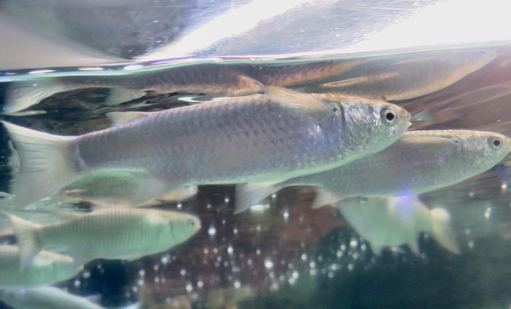 Fringelip Mullet (Crenimugil crenilabis)