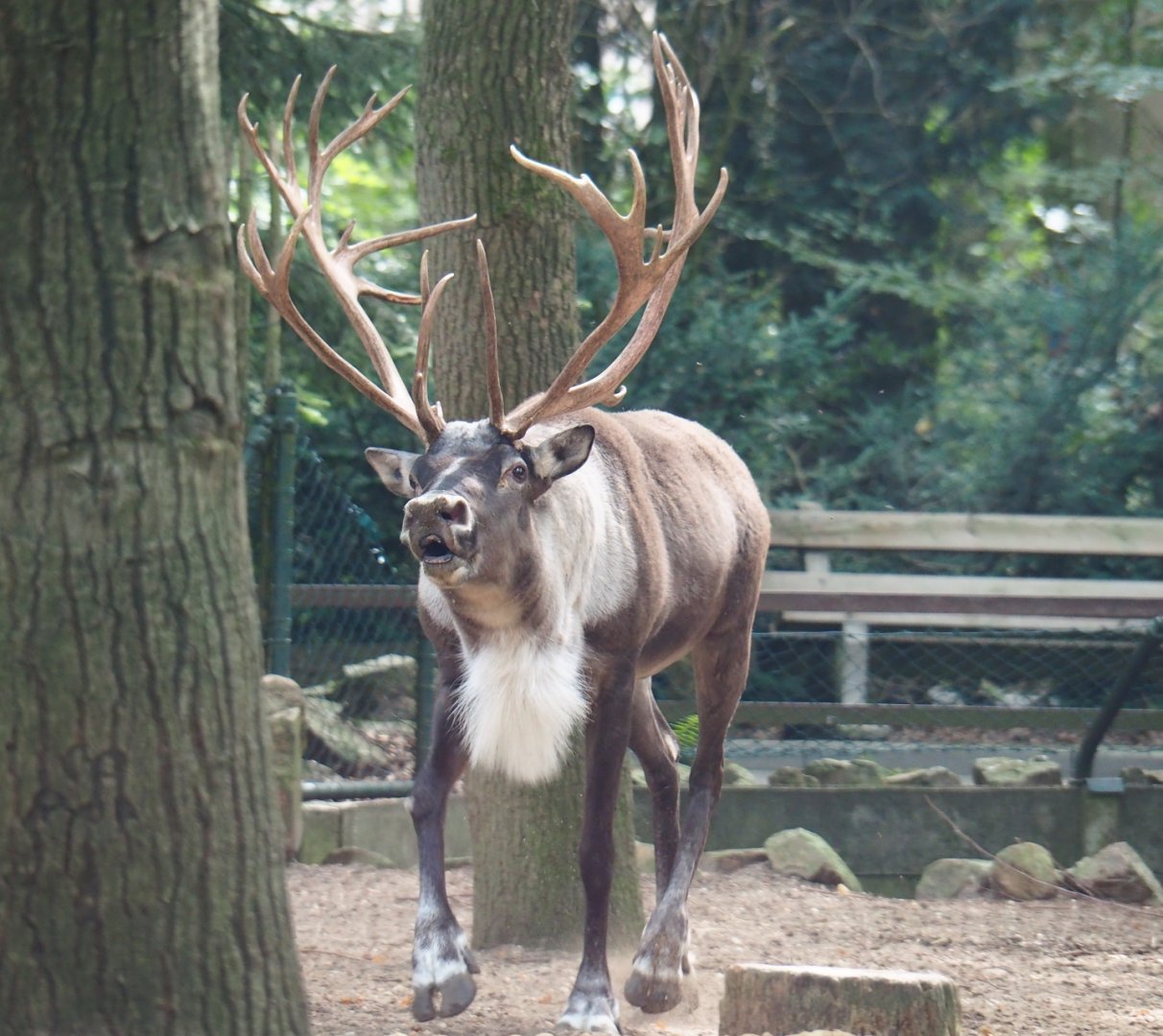 Frisky Eurasian forest reindeer (Rangifer tarandus fennicus) buck (Sep 16th, 2018)