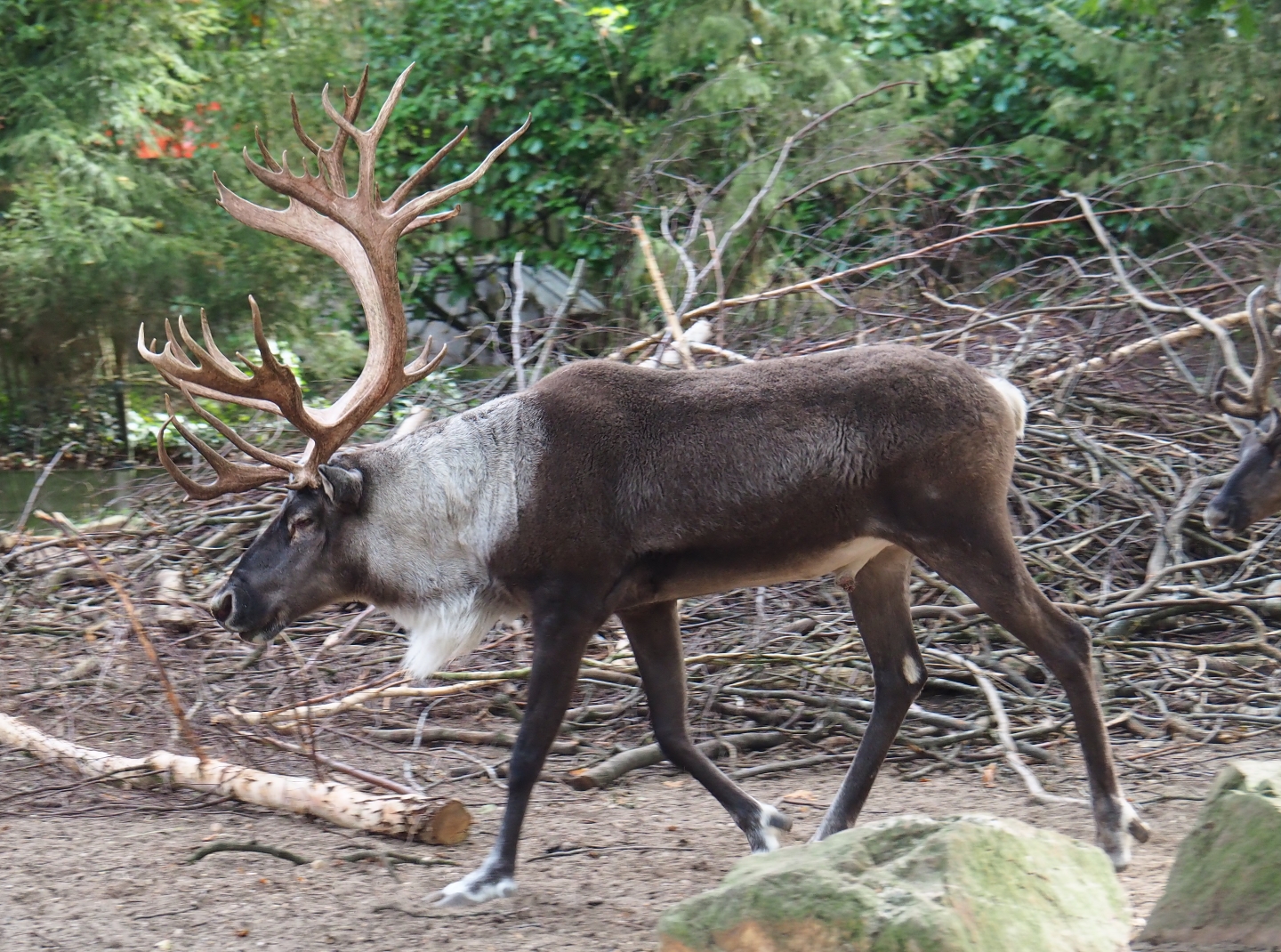 Frisky Eurasian forest reindeer (Rangifer tarandus fennicus) buck (Sep 16th, 2018)