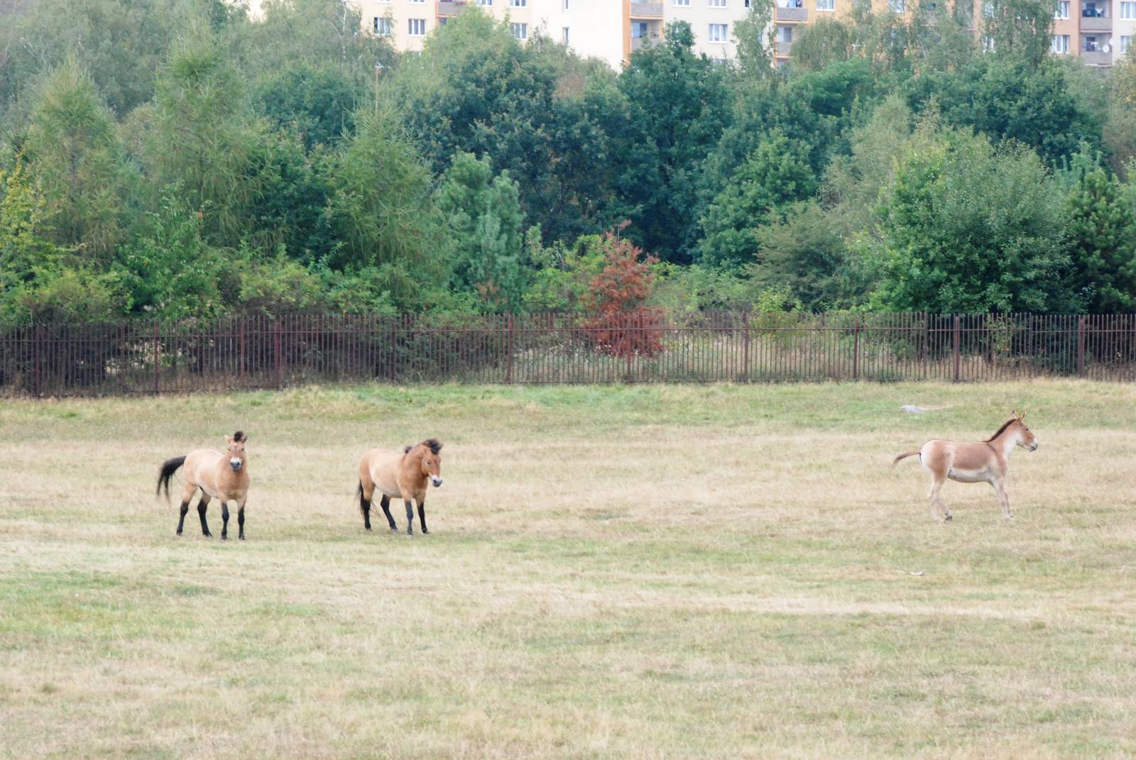 Frisky Eurosafari Equids at Chomutov, 30/08/12