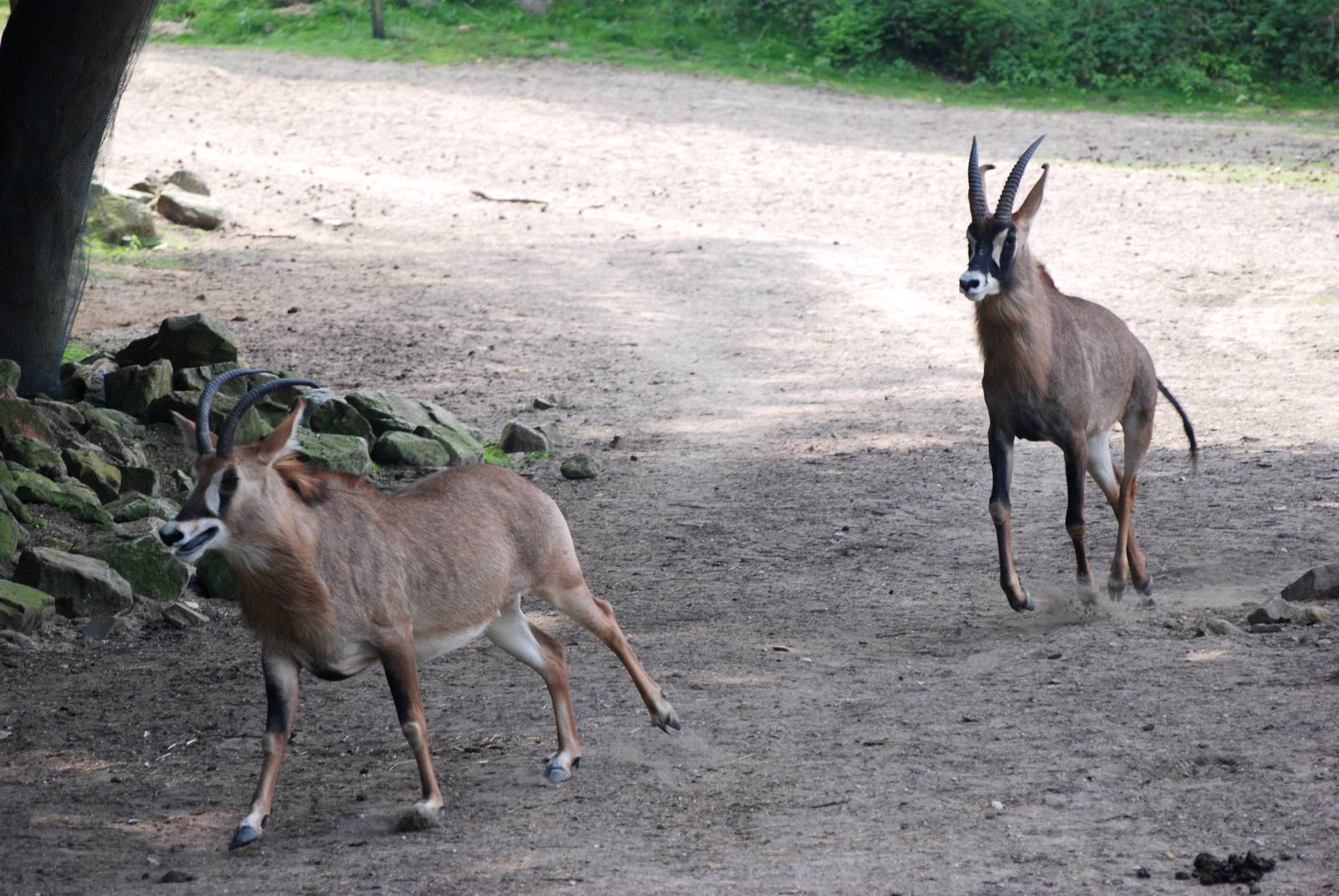 Frisky Roan Antelope at Burgers Zoo Arnhem, 30/05/12