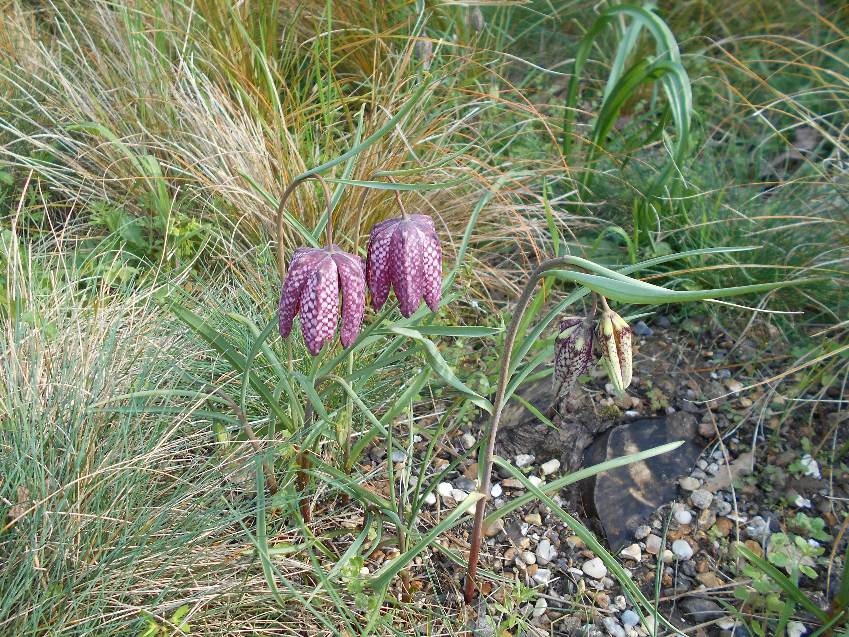 Fritillary. 30 March 2019