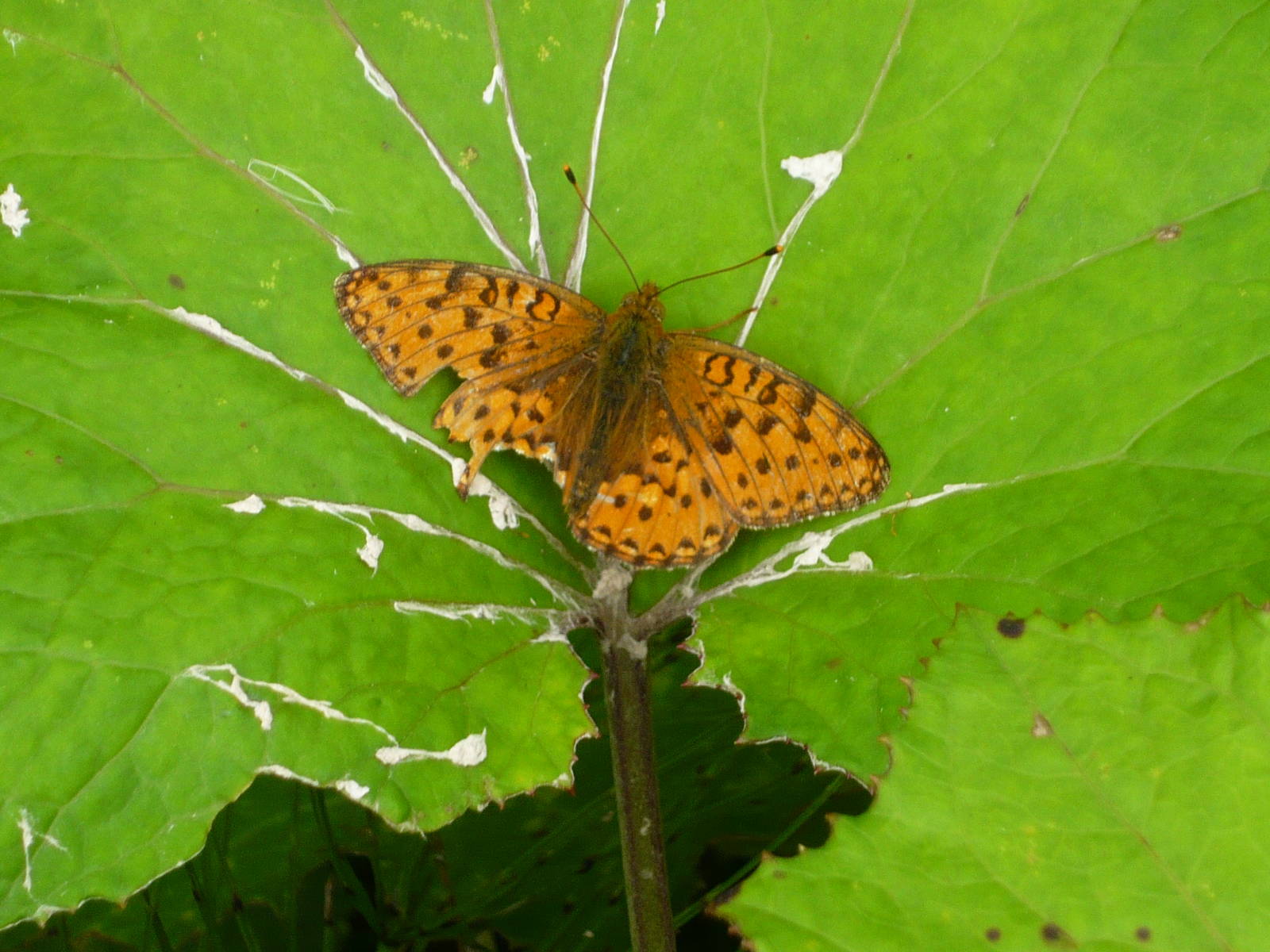 Fritillary (Brenthis sp.)