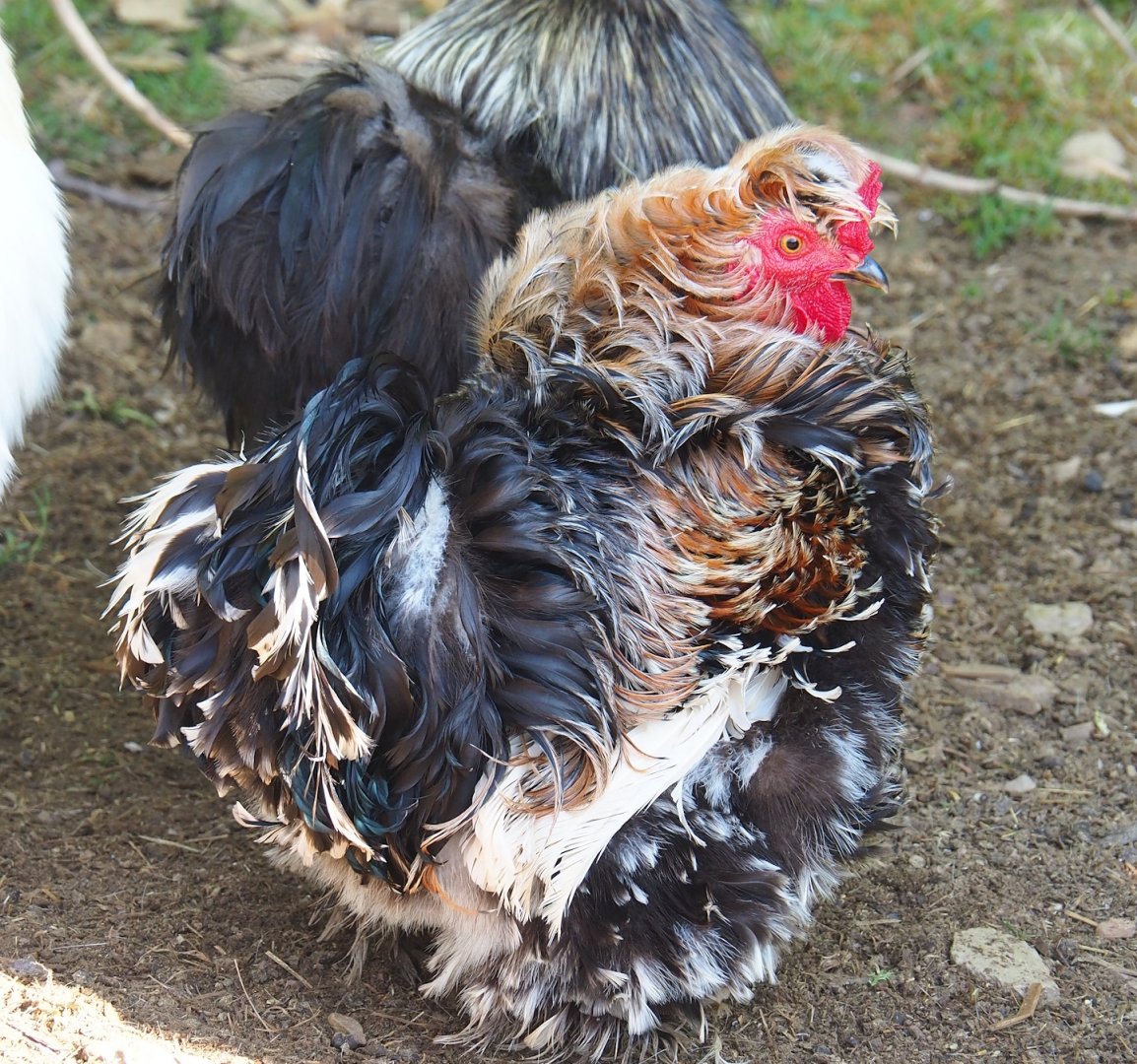 Frizzle-feathered domestic chicken (Gallus domesticus), 2023-06-24