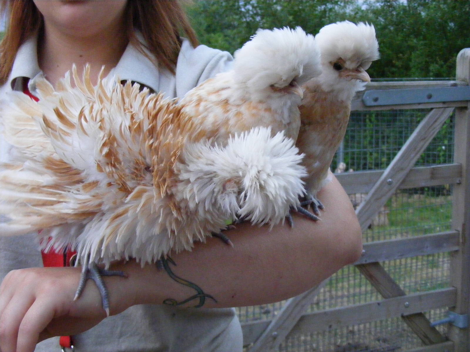 Frizzled Polish bantams at Chessington Zoo, 25 June 2010
