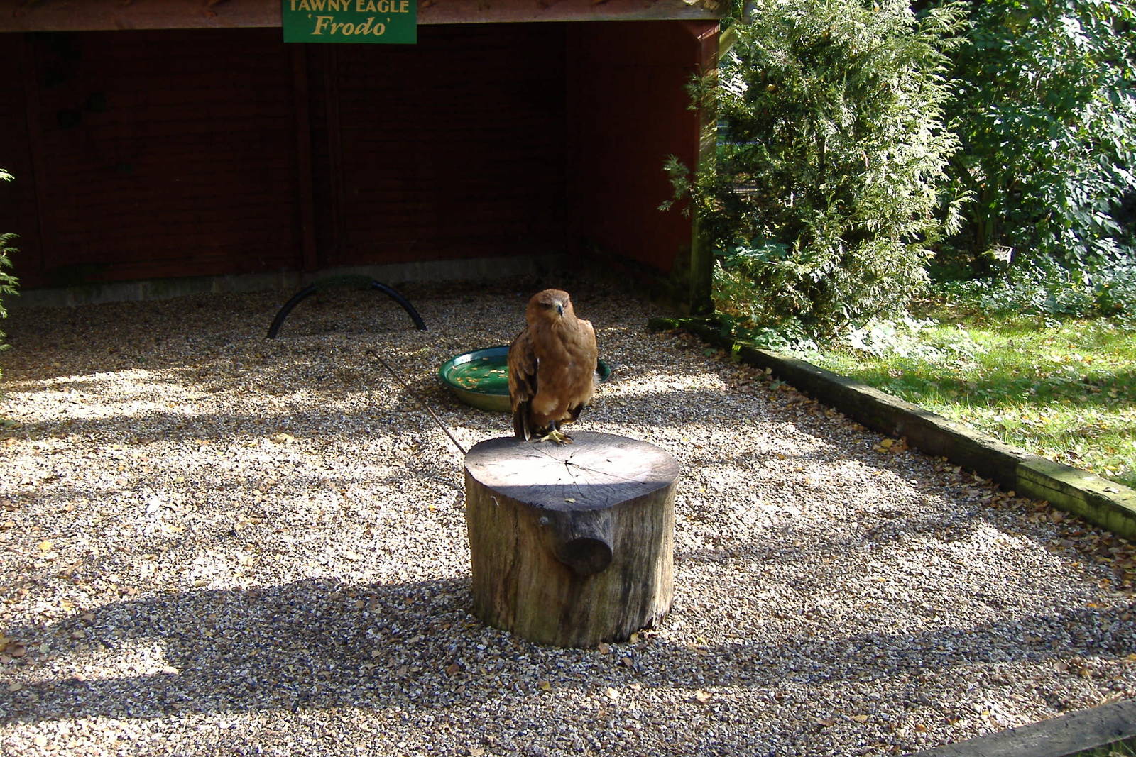 Frodo the tawny eagle at The Hawk Conservancy in Andover, 12 October 2008