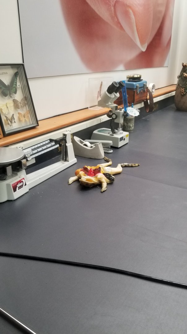 Frog anatomy, Amazonia