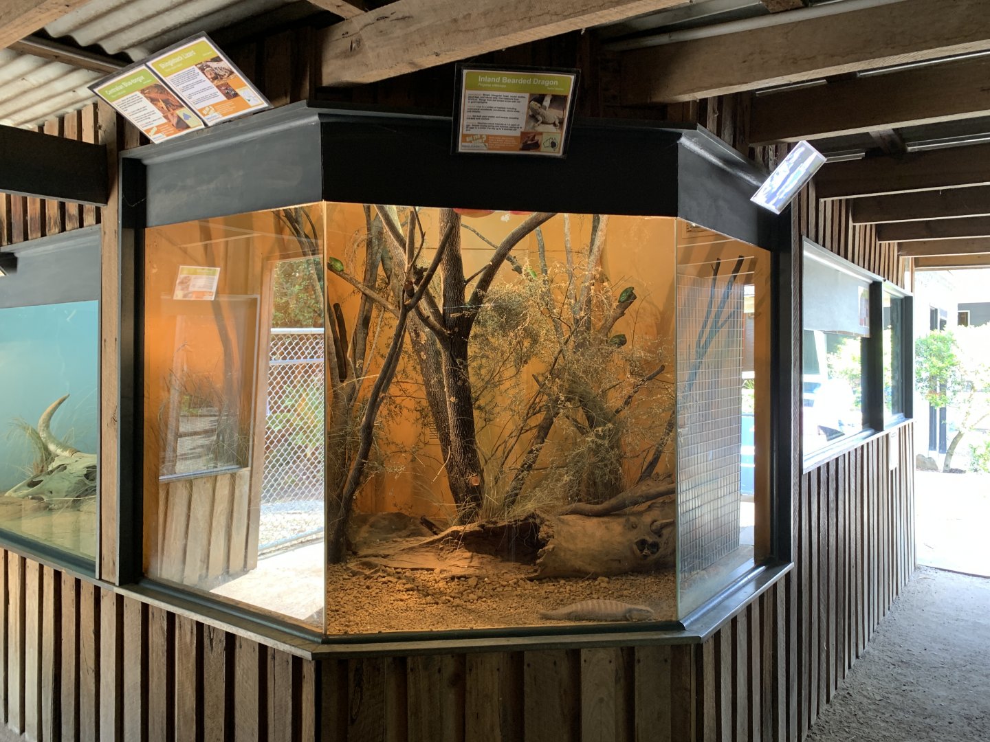 Frog and Lizard Exhibit