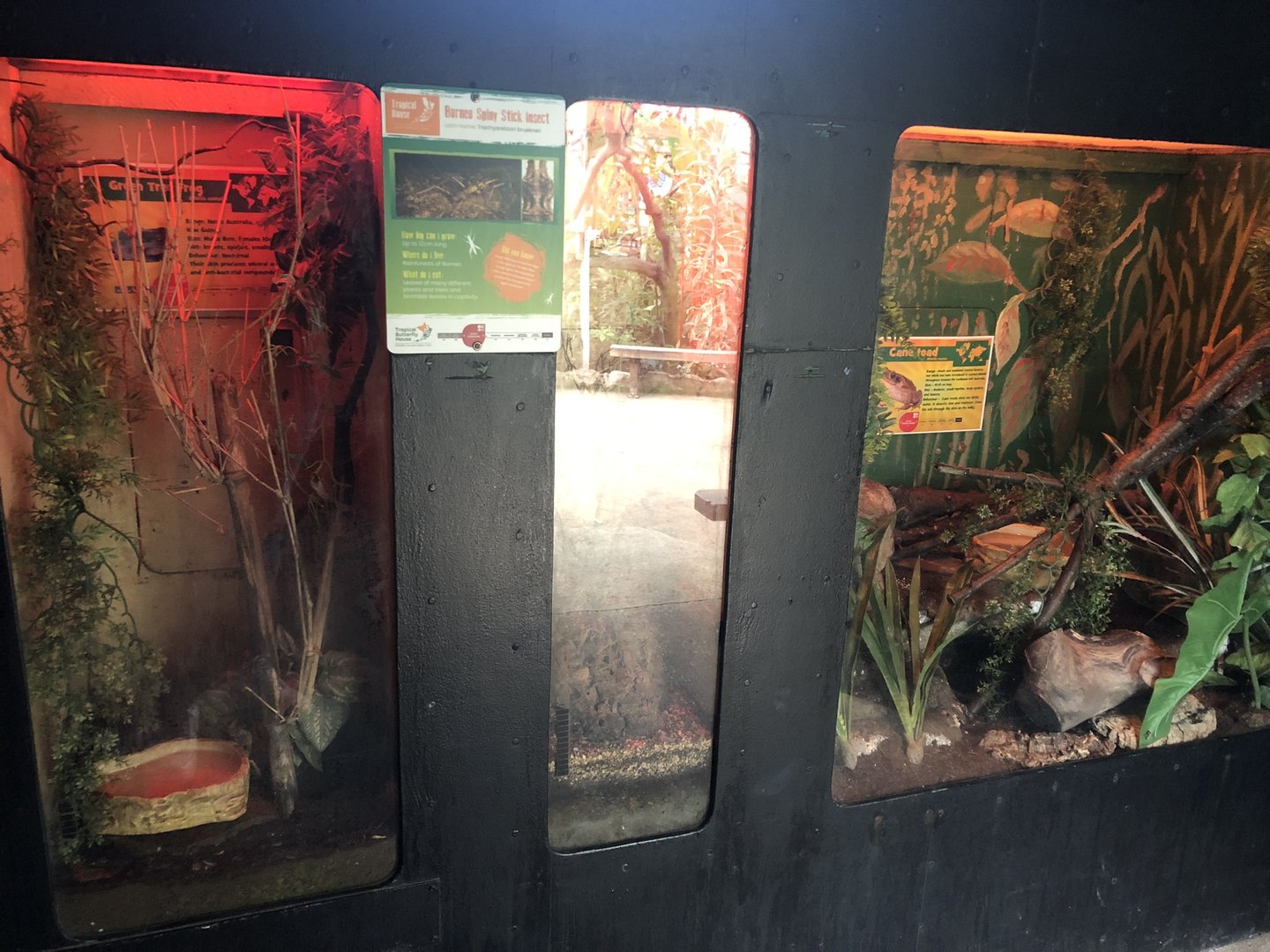 Frog and Stick Insect Enclosures at Tropical Butterfly House (March 2023)