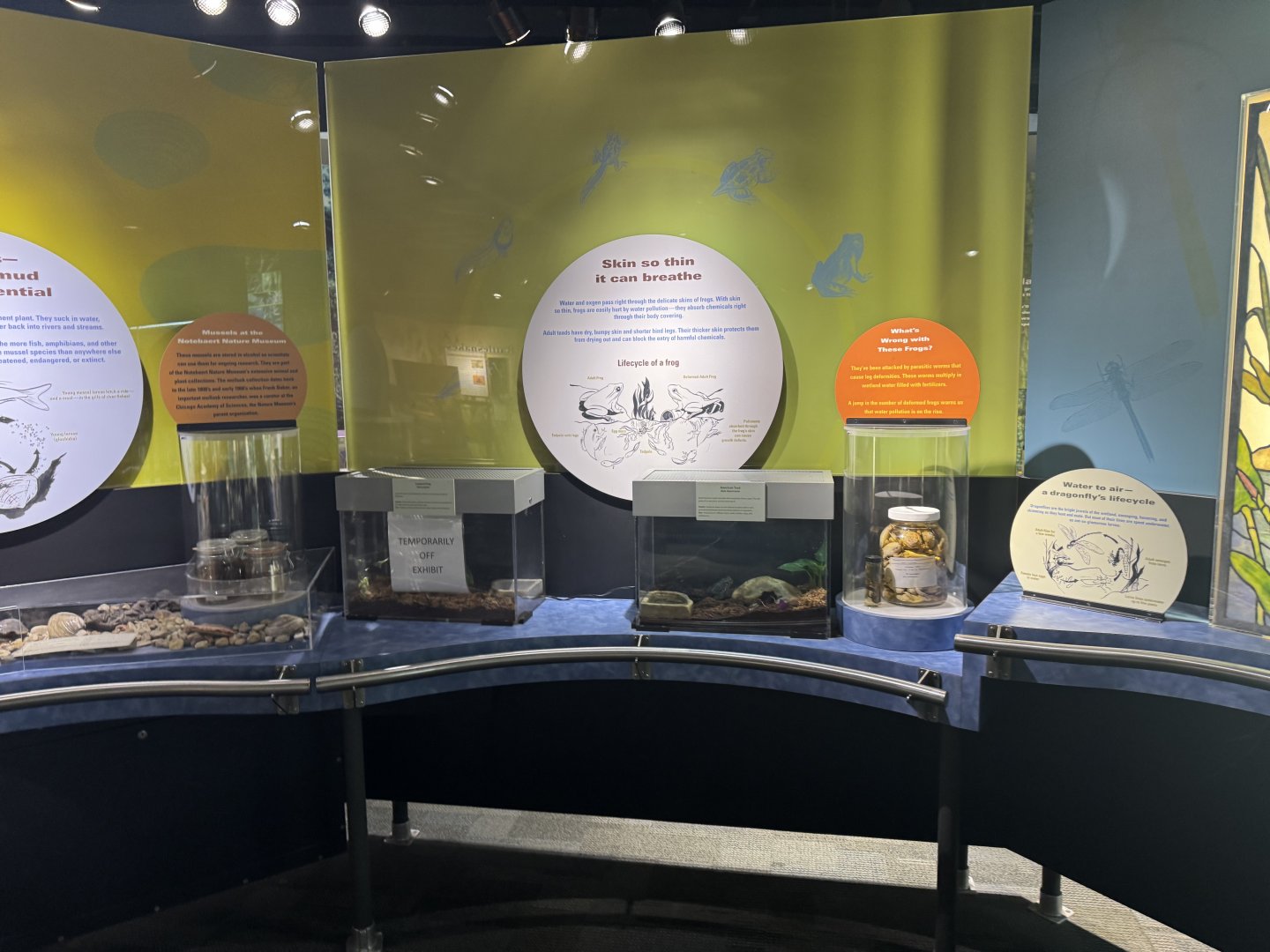 Frog and Toad Exhibits- December 2024