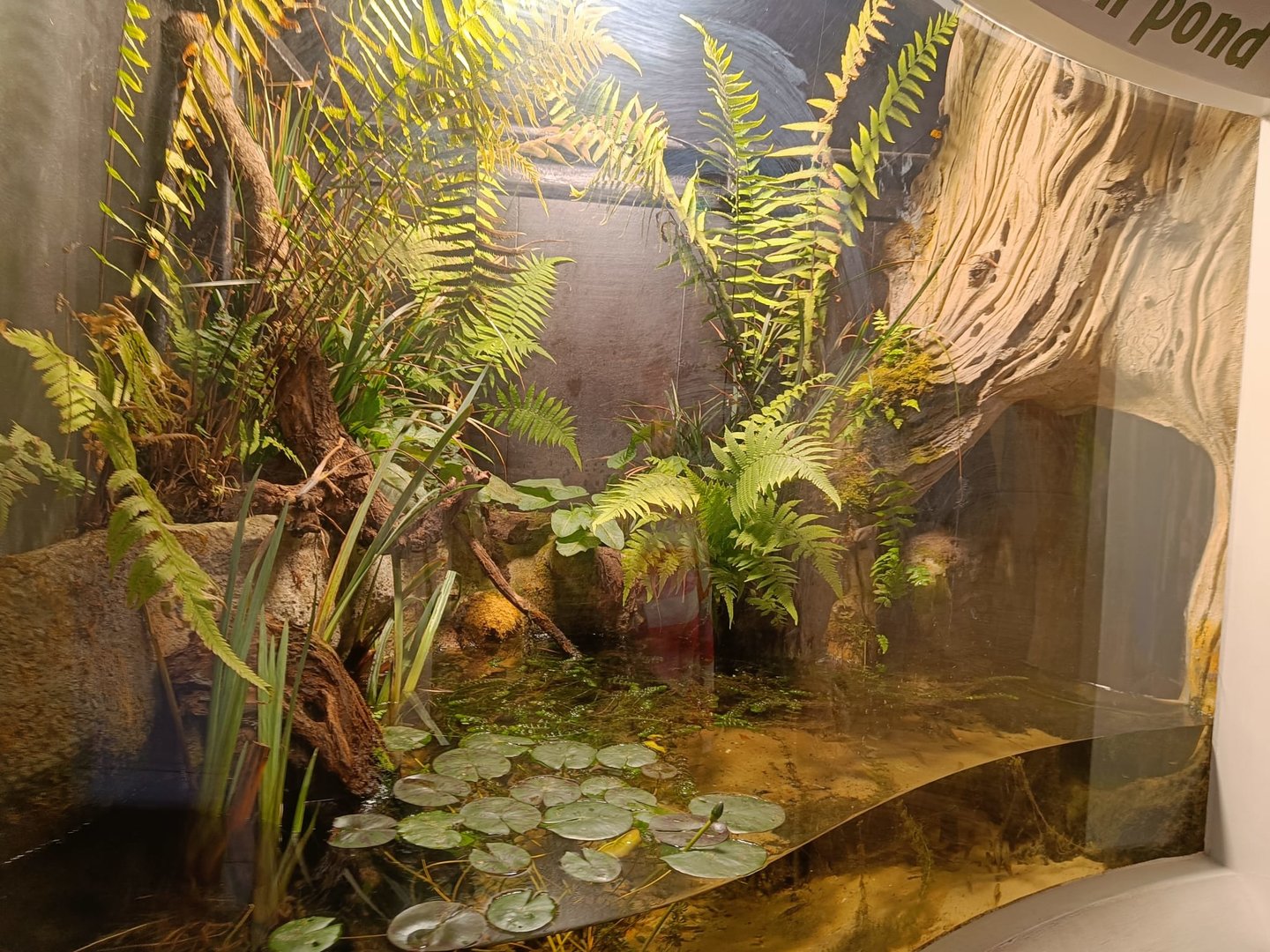 Frog and Toad Paludarium in British Ponds.