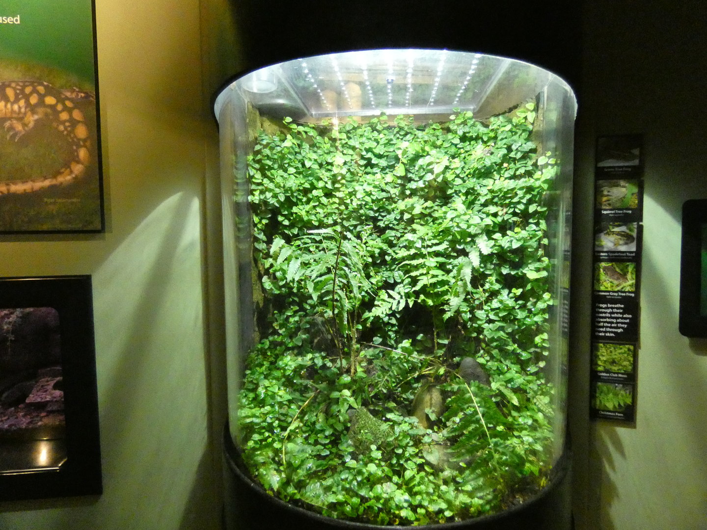 Frog and Toad terrarium