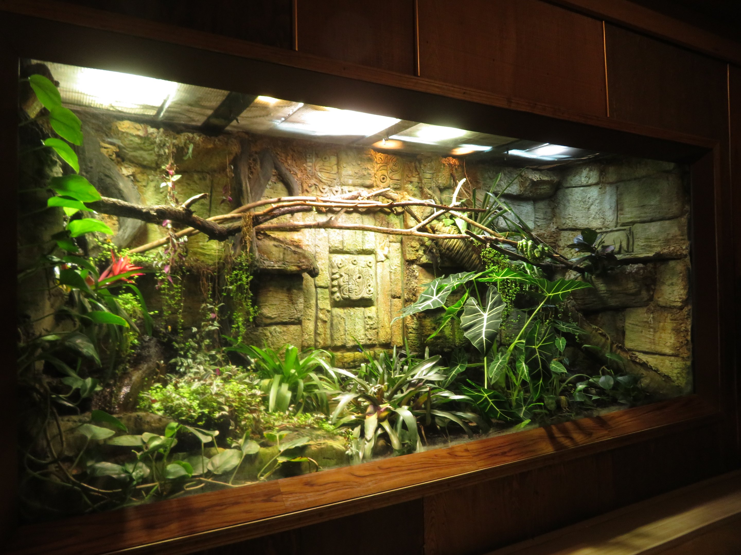 Frog/Boa Neotropical Exhibit