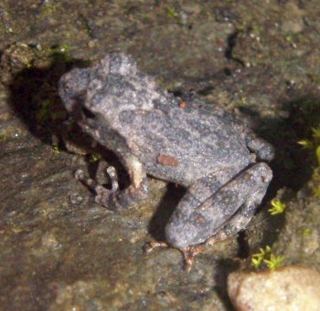 Frog (Buergeria japonicus)