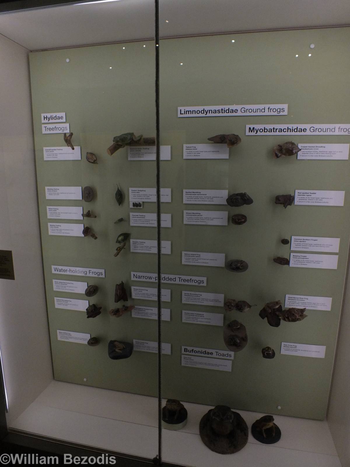 Frog Display - Queensland Museum