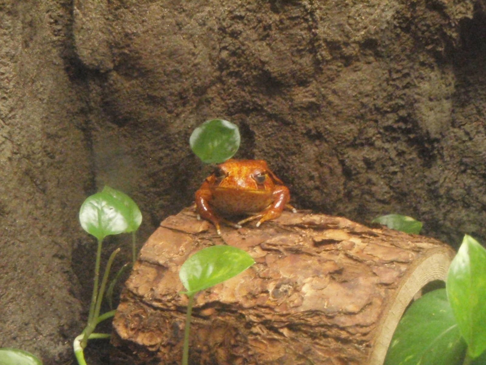 Frog Exhibit