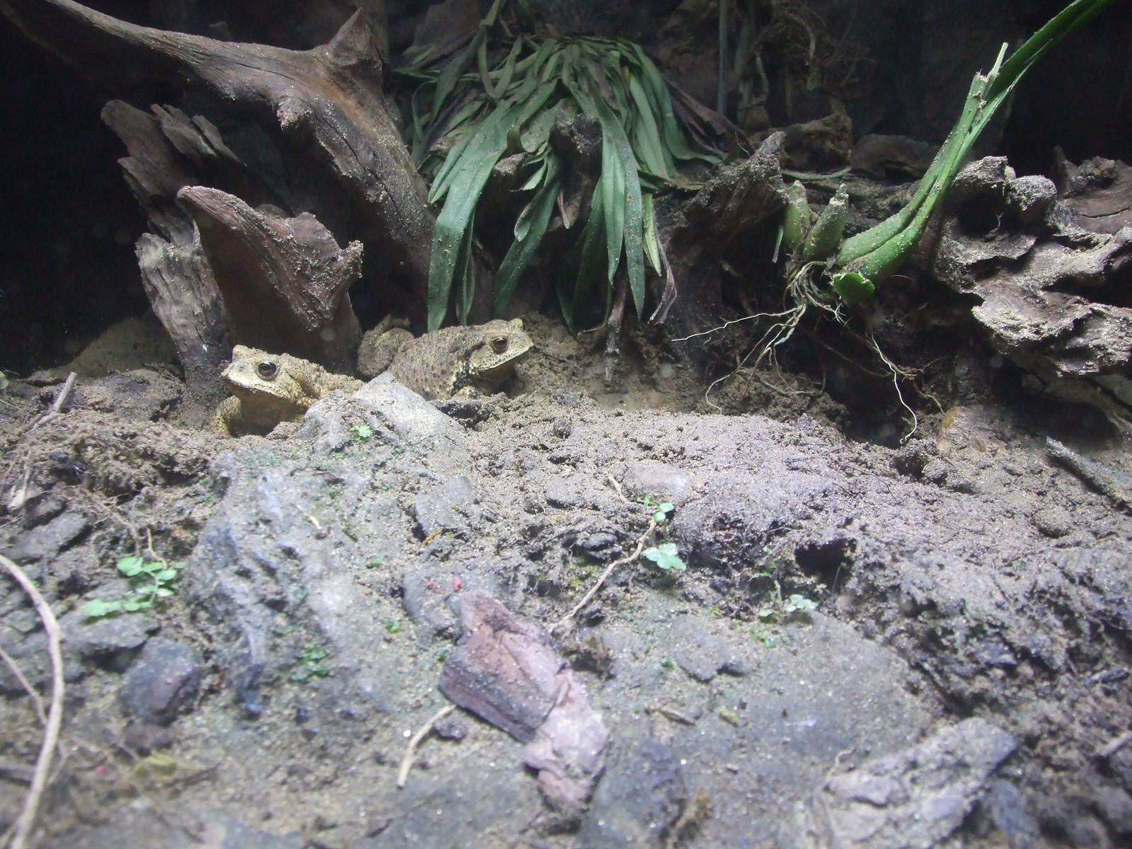 Frog exhibit