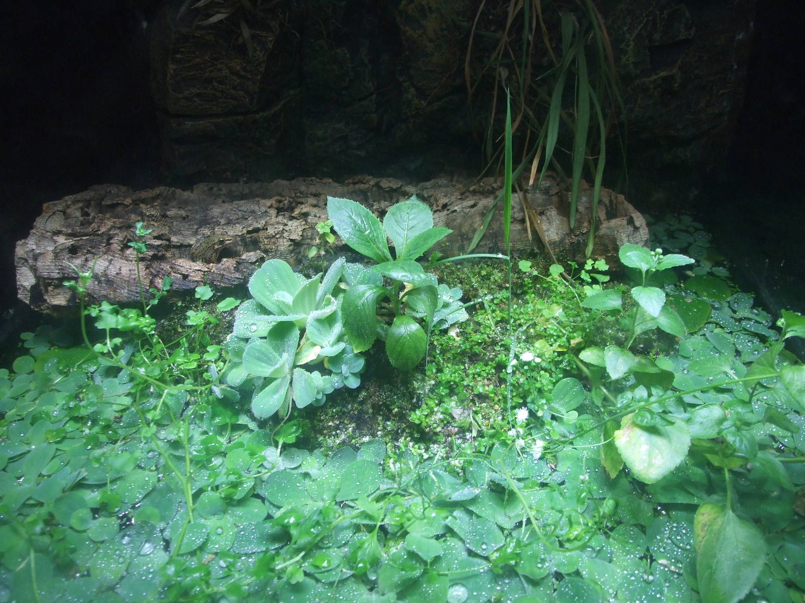 Frog exhibit