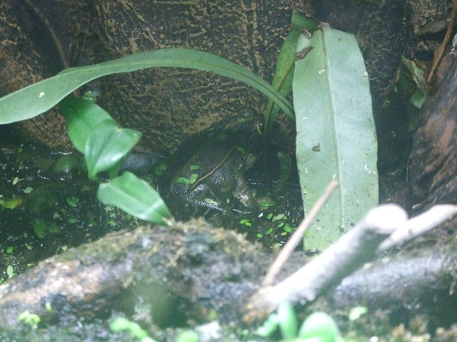 Frog exhibit