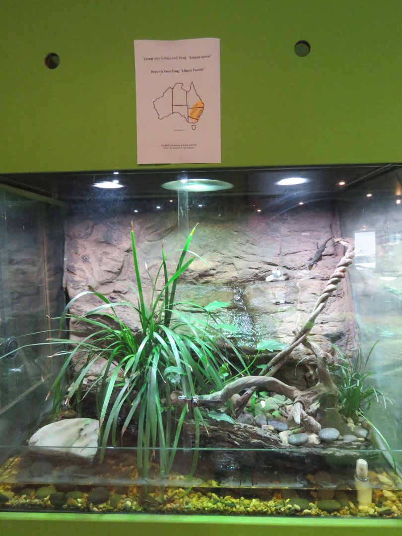 Frog Exhibit