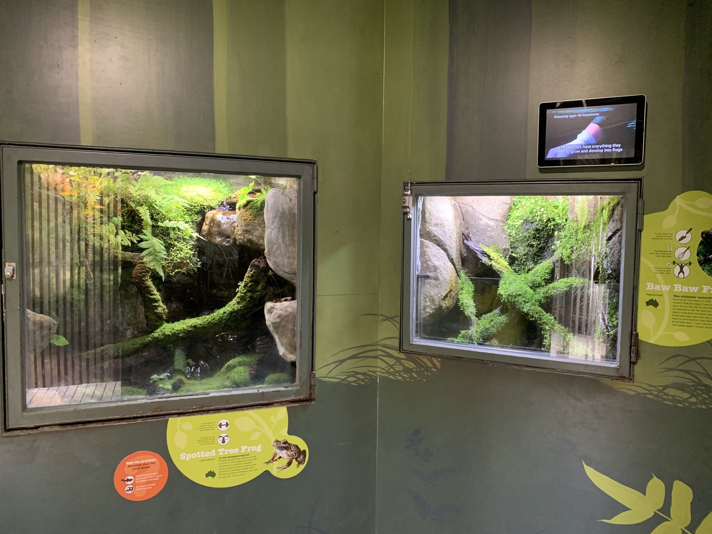 Frog Exhibits