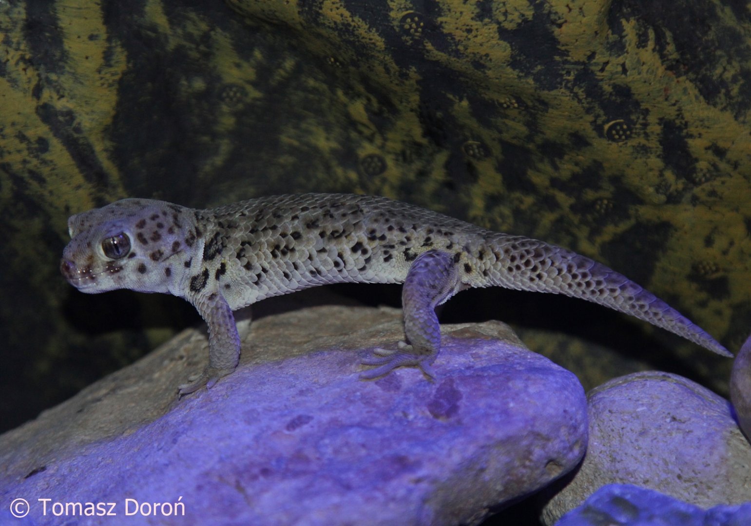 Frog-eyed Gecko (Teratoscincus scincus), December 2017