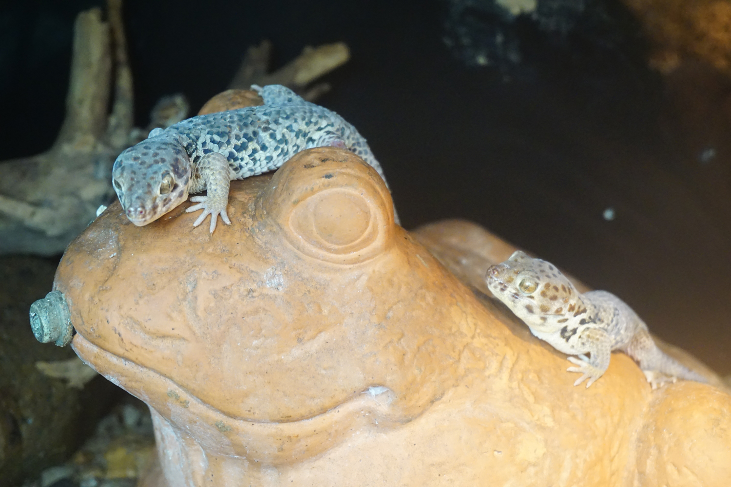 Frog-eyed gecko (Teratoscincus scincus)