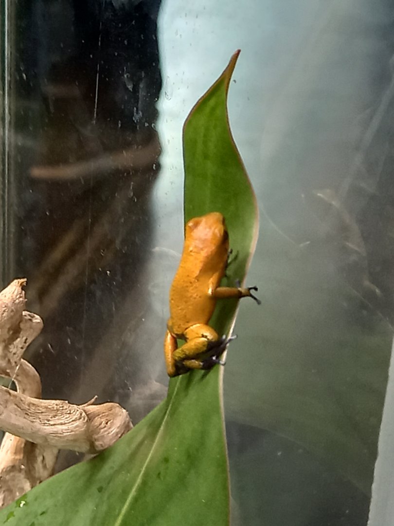 Frog for ID - Manchester Museum Vivarium