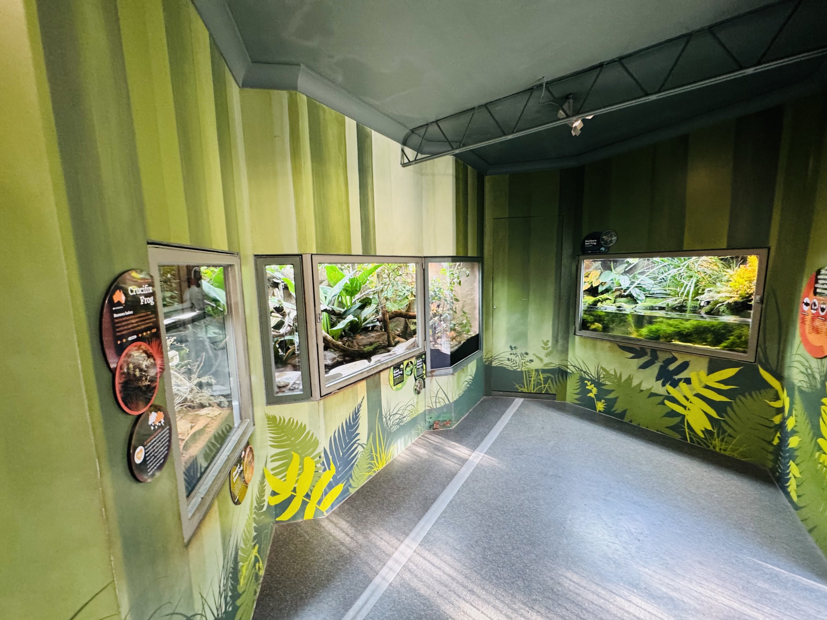 Frog house interior