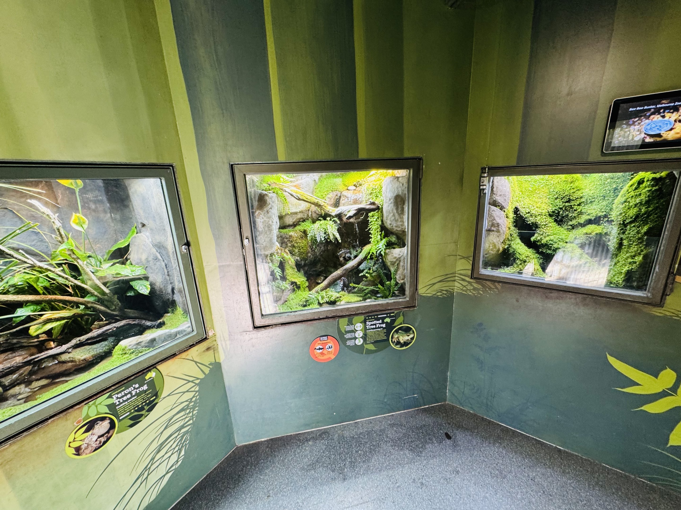 Frog house interior