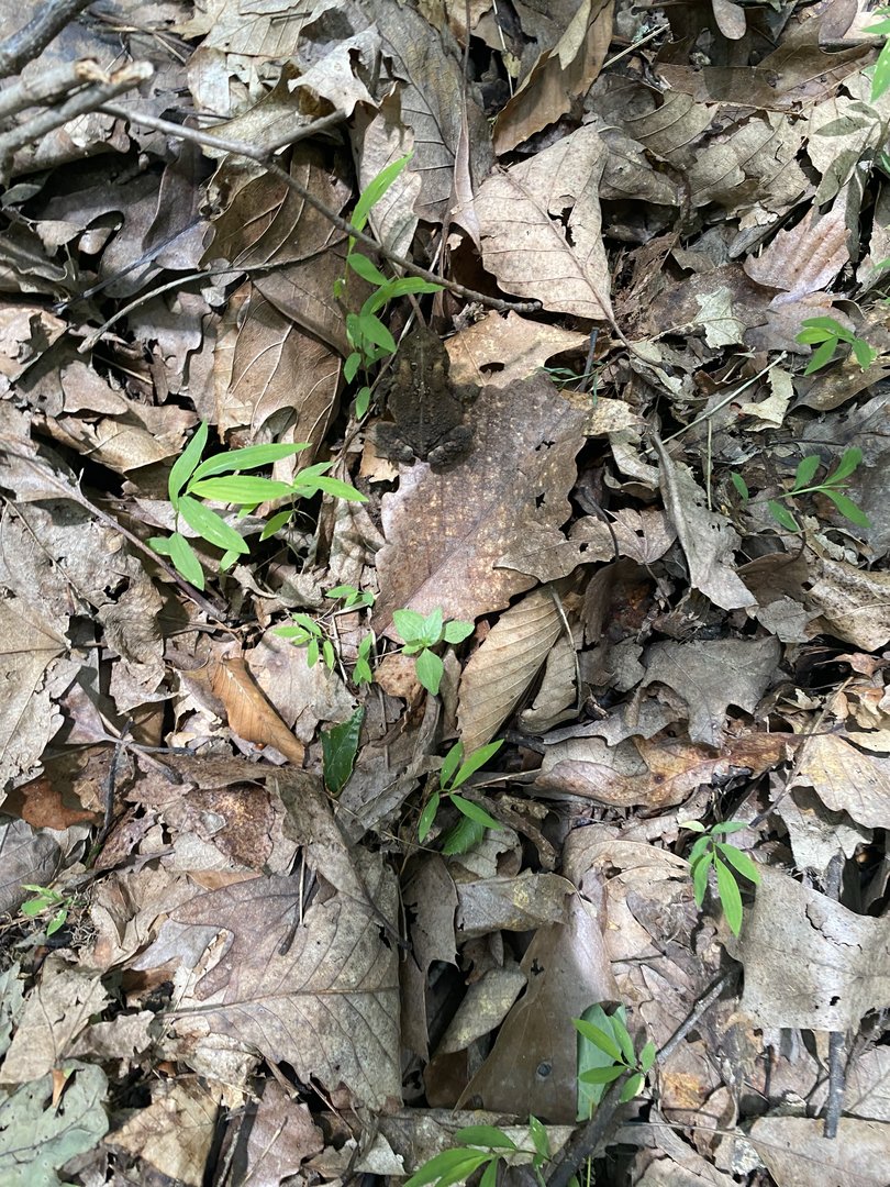 Frog ID - Brown County State Park