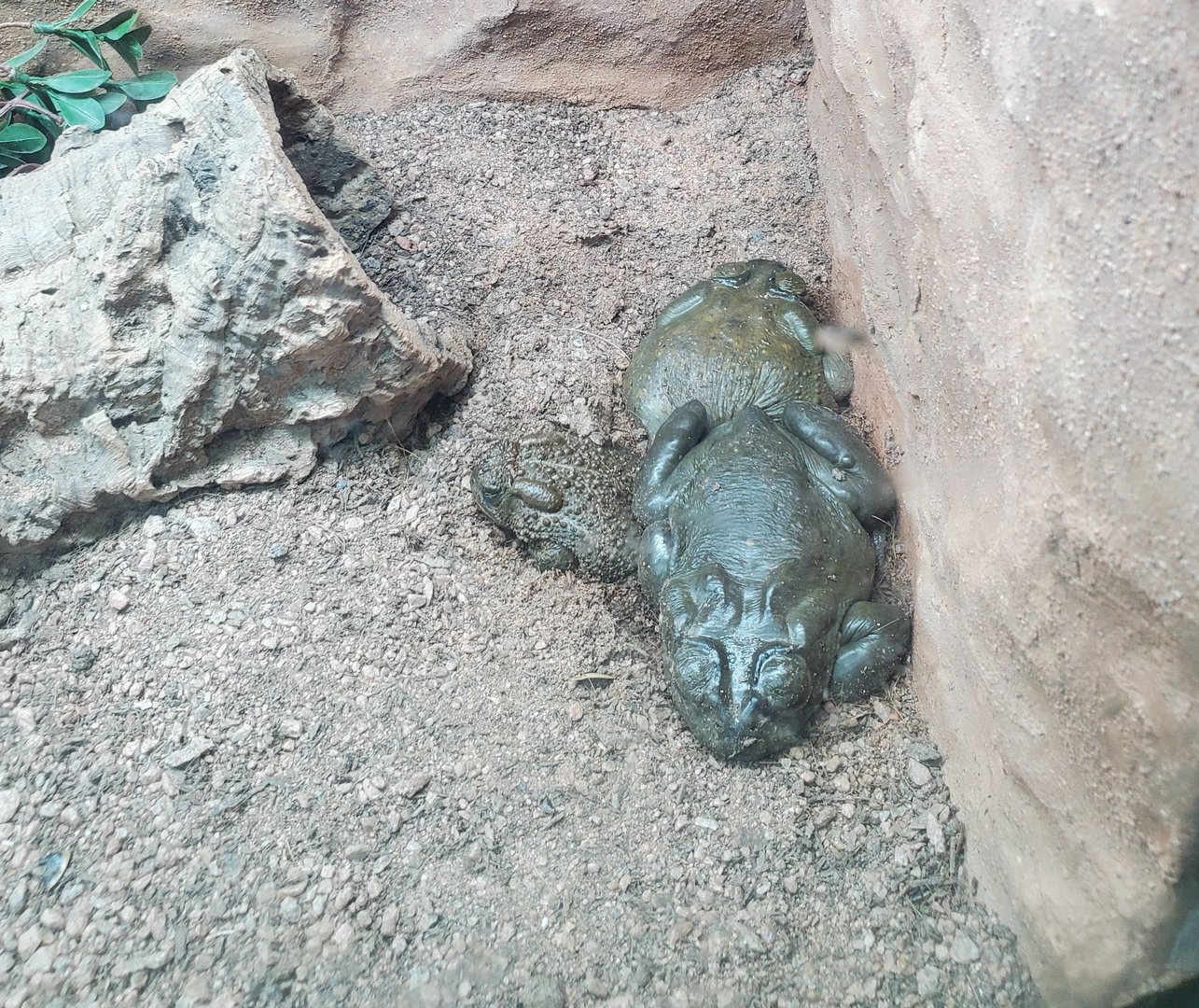 Frog ID confirmation (Sonoran + Woodhouse's Toad?) - Phoenix Zoo (2020)