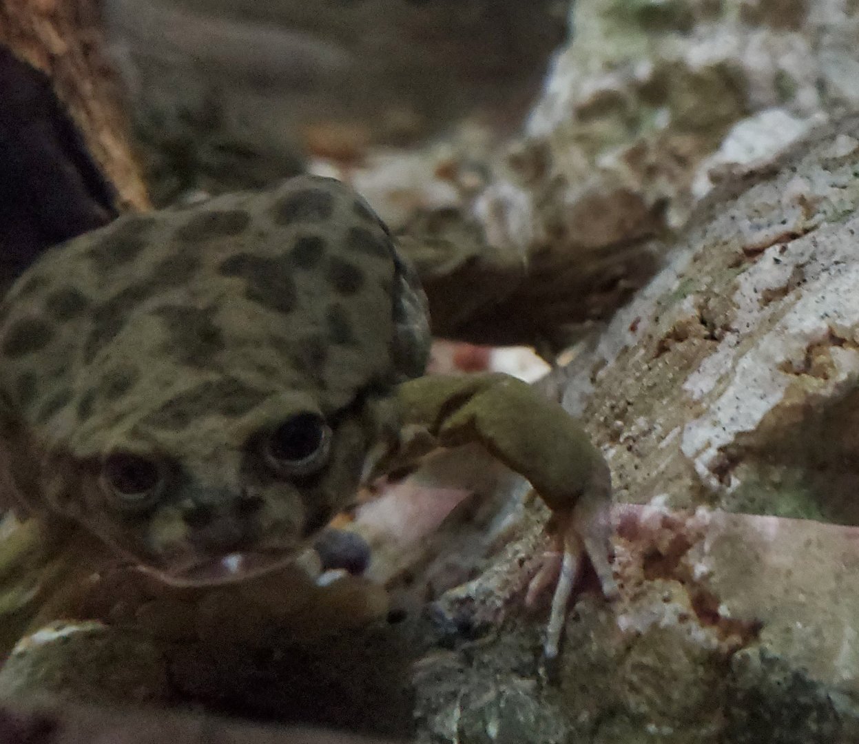 Frog ID help - At San Diego Zoo (February 2022)