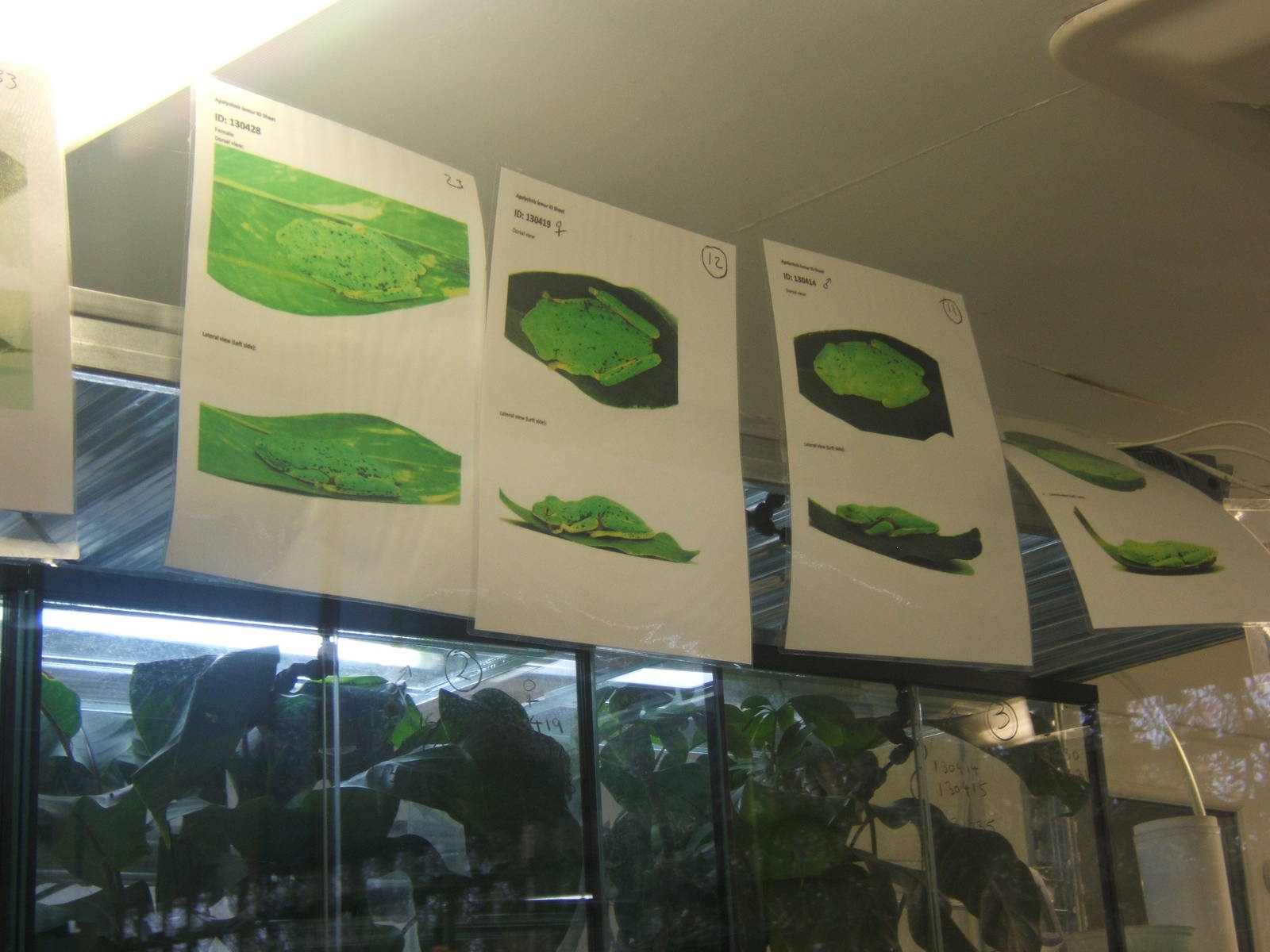 Frog id in the Amphibian Pods