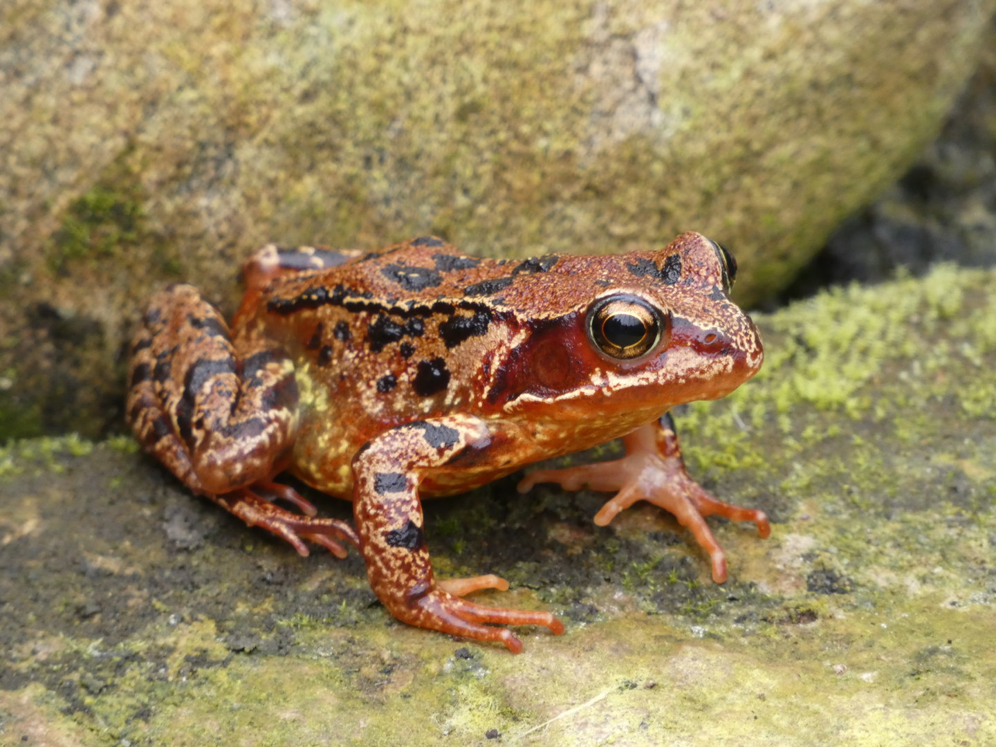 Frog ID? - Landmark Forest Adventure Park