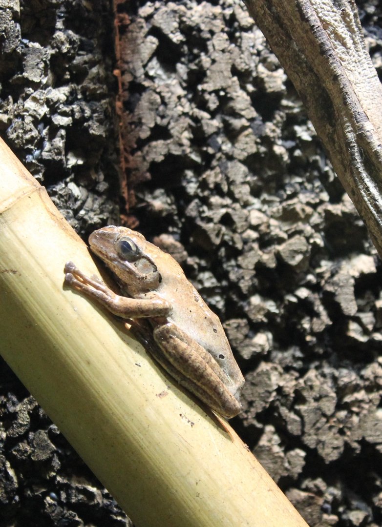 Frog ID