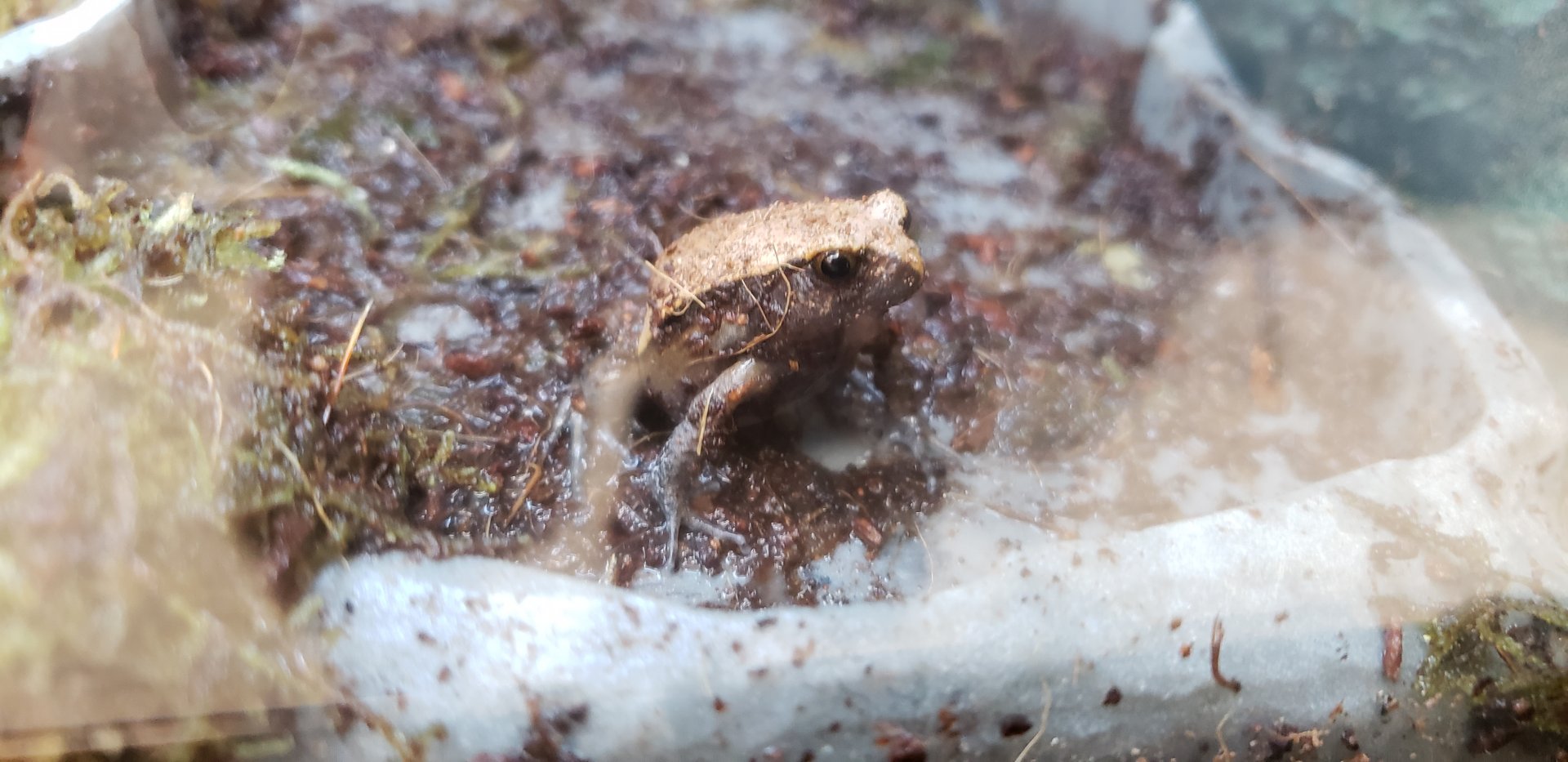 Frog ID?