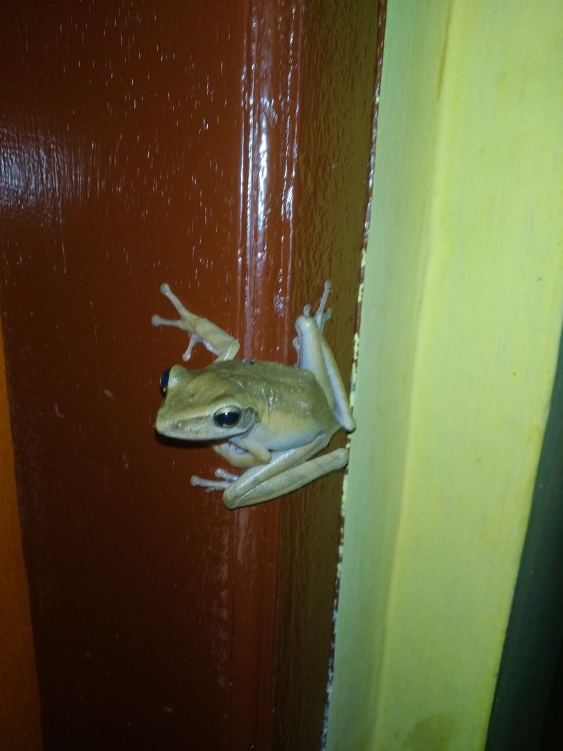 Frog ID
